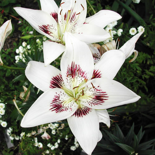Lilium Centerfold